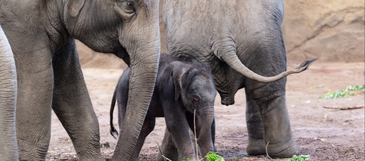 Elefantenbaby im Kölner Zoo