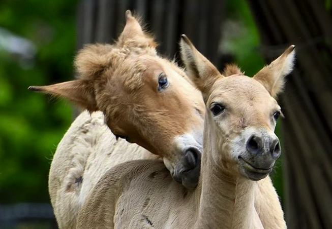 Przewalski-Pferd im Kölner Zoo 