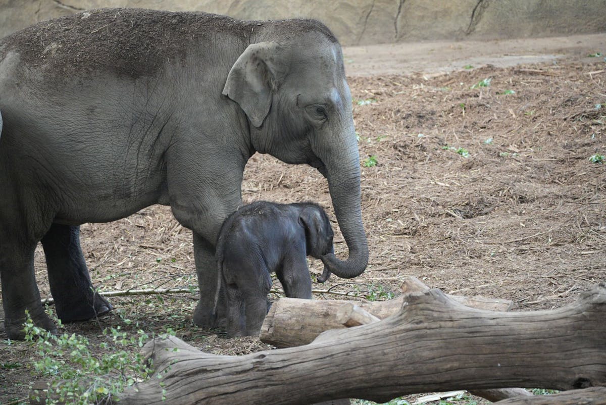 Mama Bindi mit ihrem Elefantenkälbchen