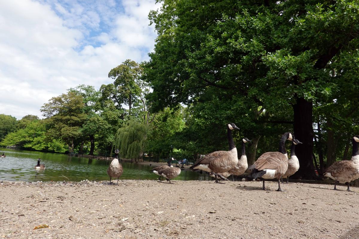 Kanadagänse im Volksgarten (IMAGO/Zoonar - Erich Teister)