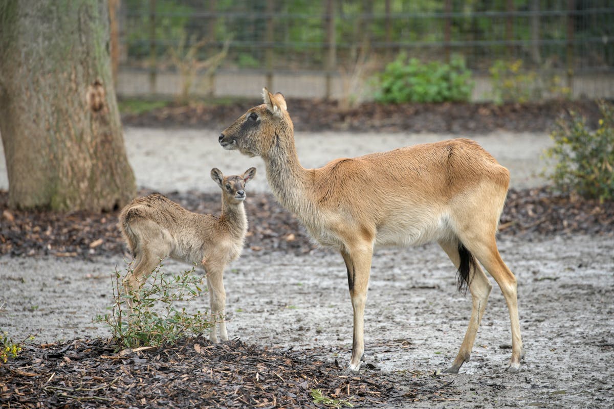 Kölner Zoo Antilopen