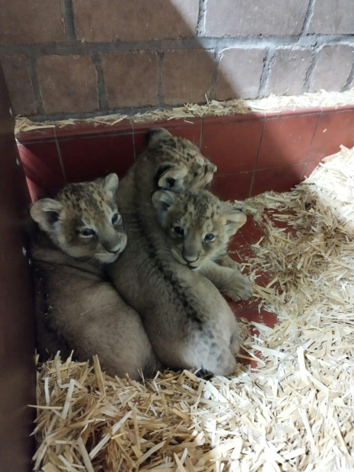 Löwen-Babys Kölner Zoo