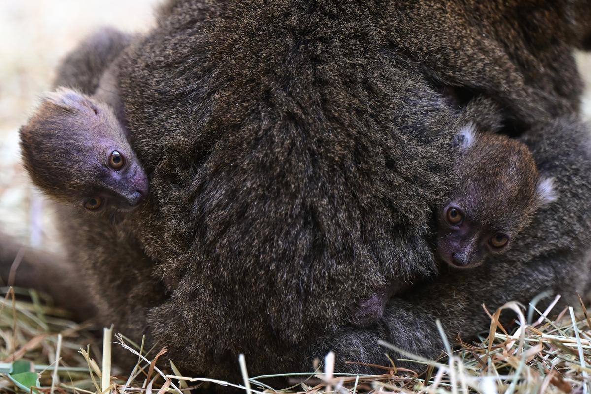 Bambuslemuren Kölner Zoo