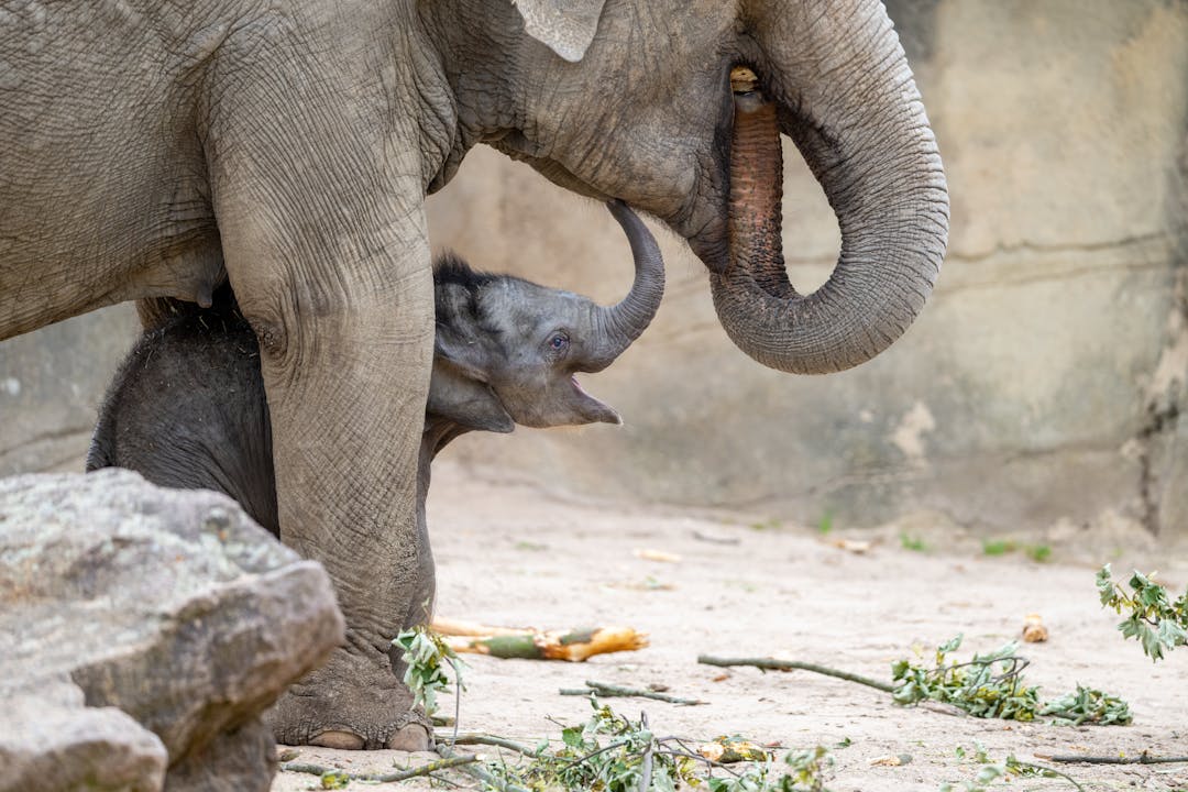 Elefantenbaby Sarinya mit zwei Monaten