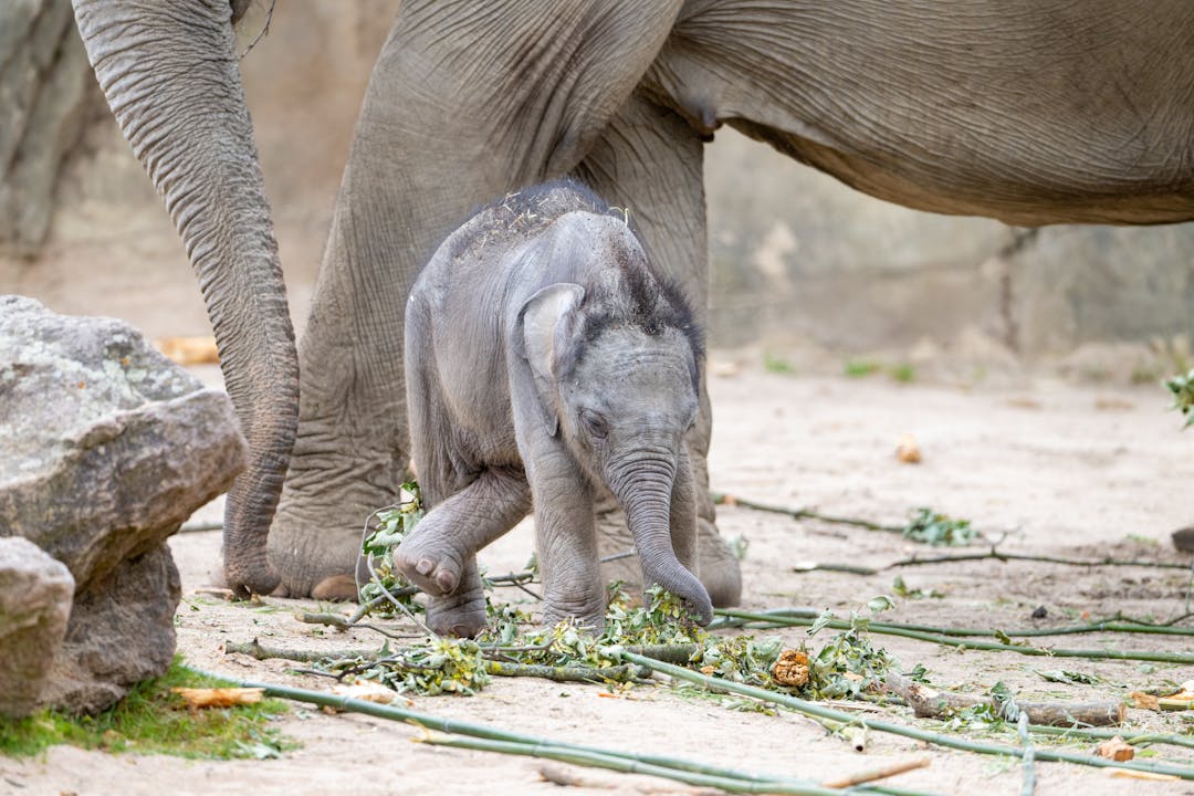 Elefantenbaby Sarinya spielt