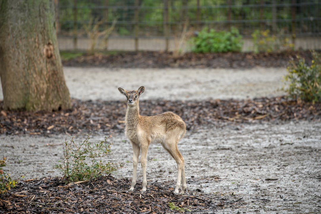 Antilope Kölner Zoo