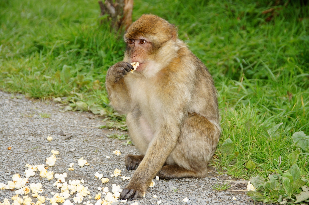 Affe im Affenpark in Eckenhagen
