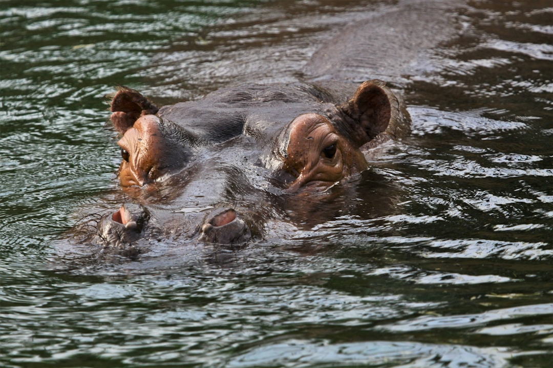 Flusspferd im Kölner Zoo