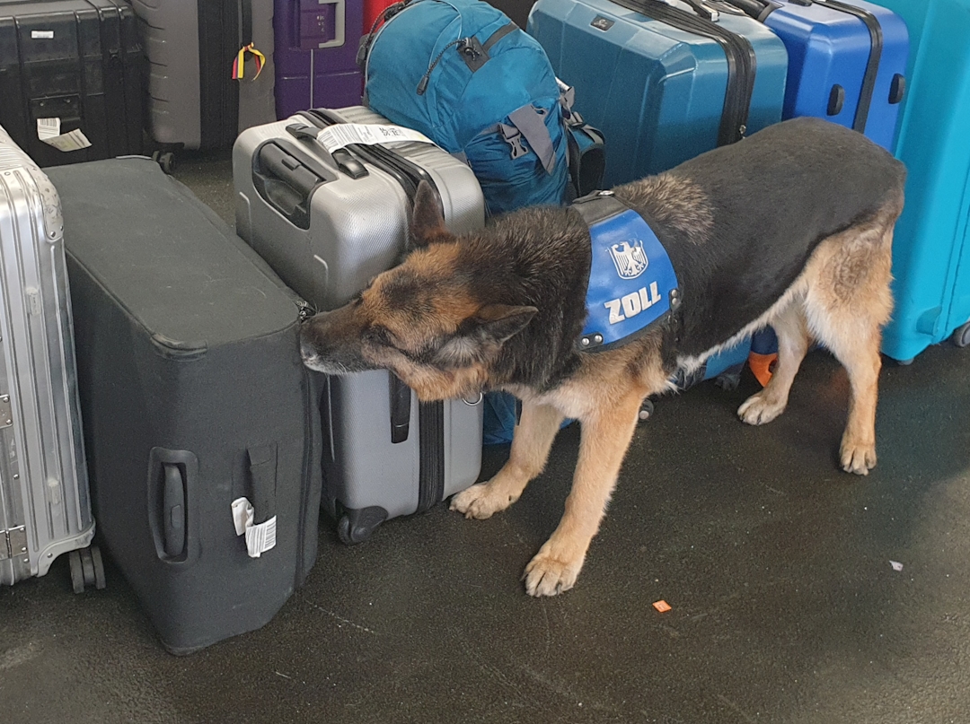 Zollhund erschnüffelt Drogen in Koffern