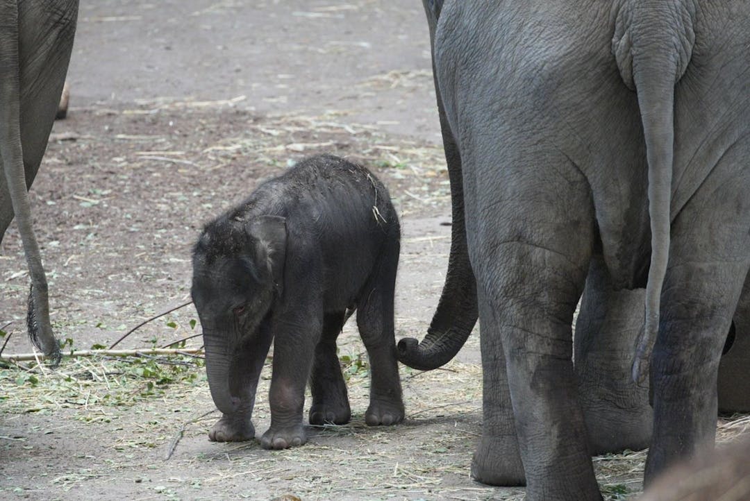 Elefantennachwuchs im Kölner Zoo