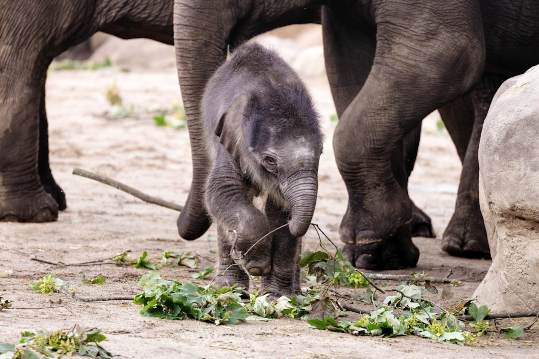 Elefantenbaby im Kölner Zoo