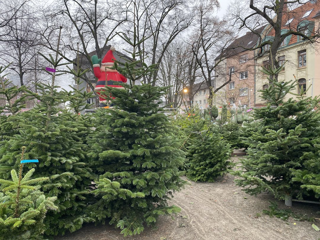 Weihnachtsbaumverkauf Alpener Platz
