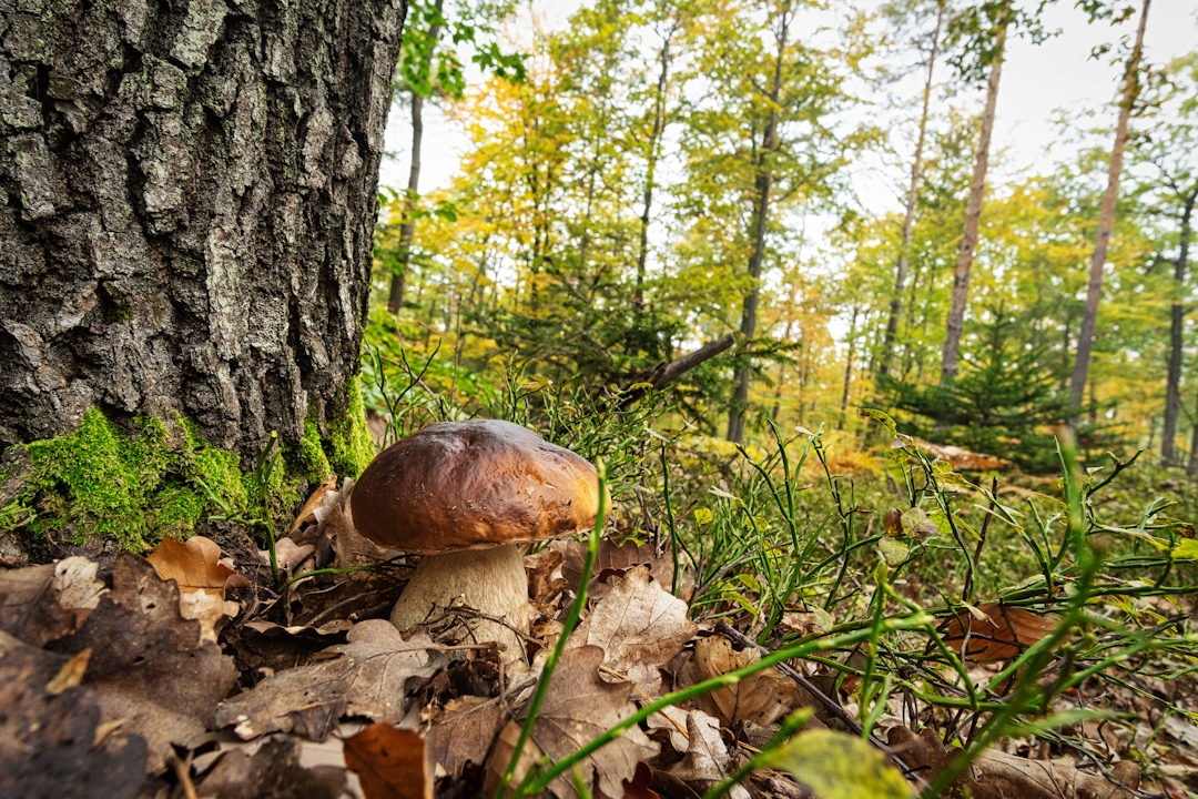 Pilzwanderung-Wald-Pilze-Herbst-Titel