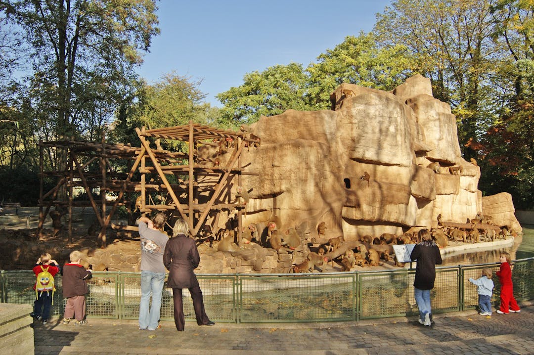 Pavianfelsen Kölner Zoo