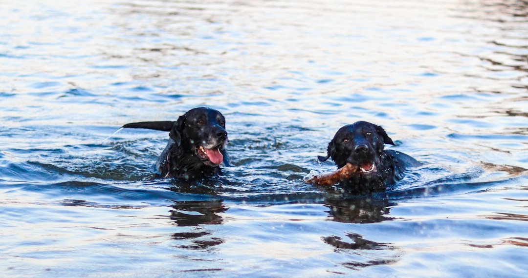 Gassigehen am Wasser mit Hund