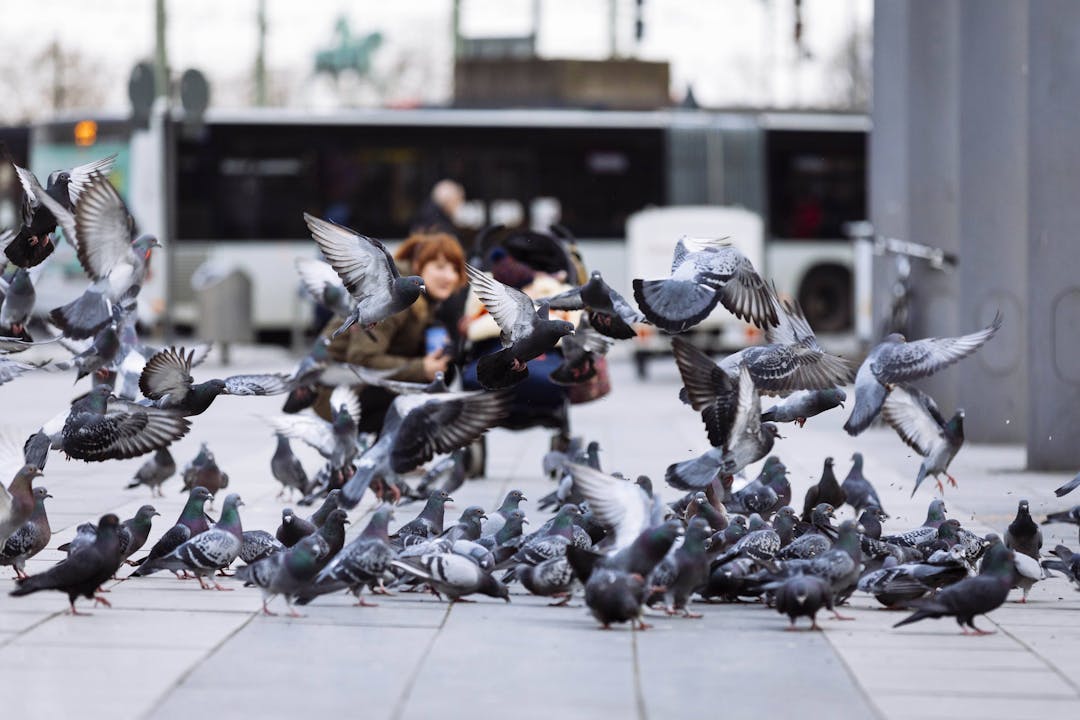 Taubenfütterung am Breslauer Platz in Köln