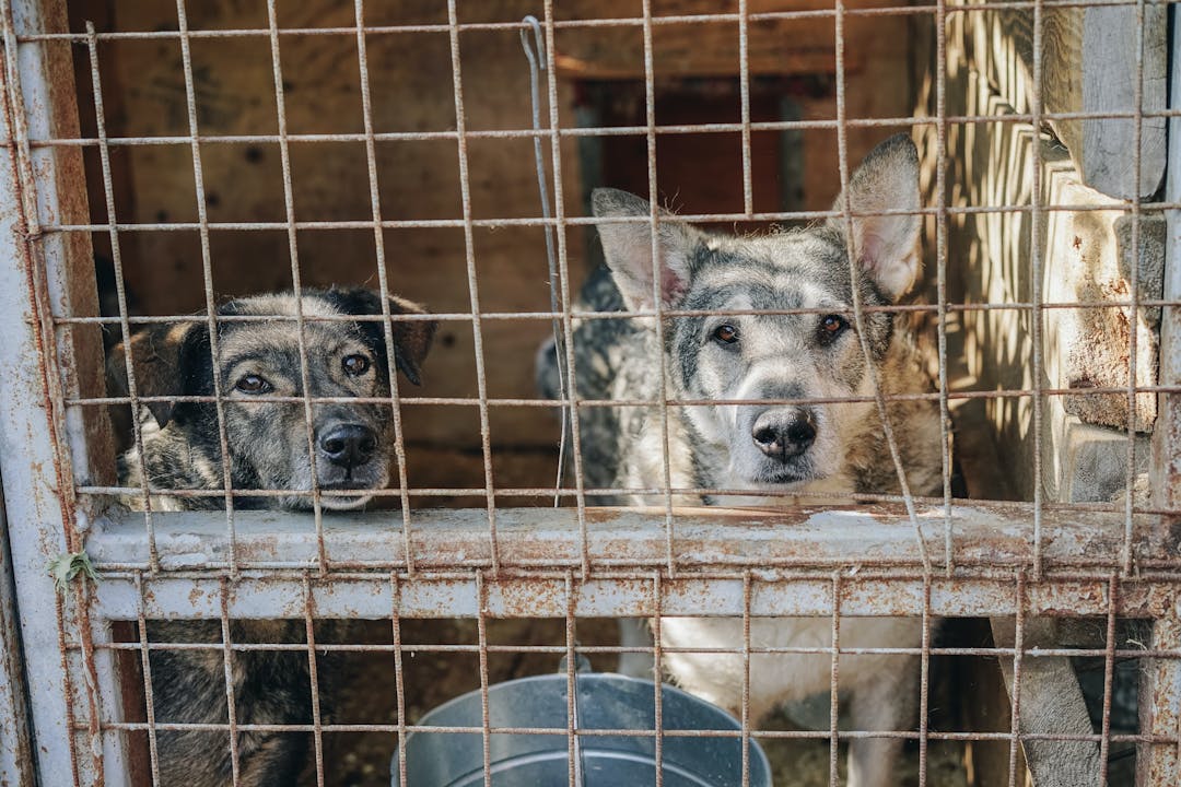 Hunde im Käfig Tierheim